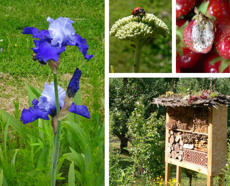 Bild mit blhender Iris, Schafgarbe mit Lausbefall und Marienkfer, Ntzlingshotel und Grauschimmel (Botrytis) an Erdbeere